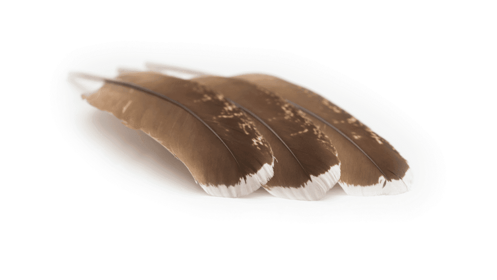 Brown Feather Meaning Love Symbolism and Design Ideas