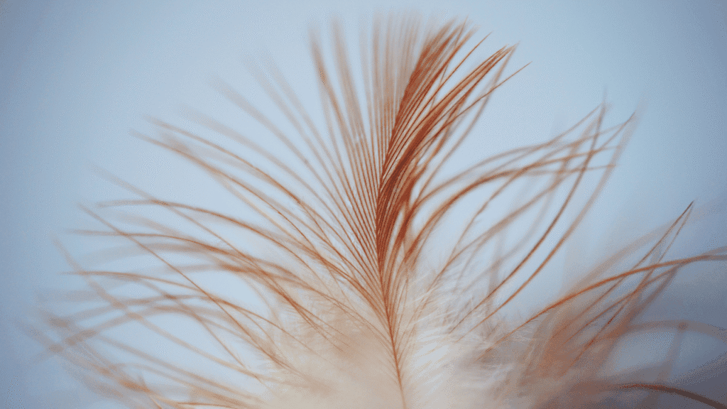 Brown Feather Meaning Love and Twin Flame Connections