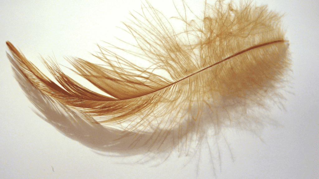 Cultural Interpretations of Brown Feather Meaning Love
