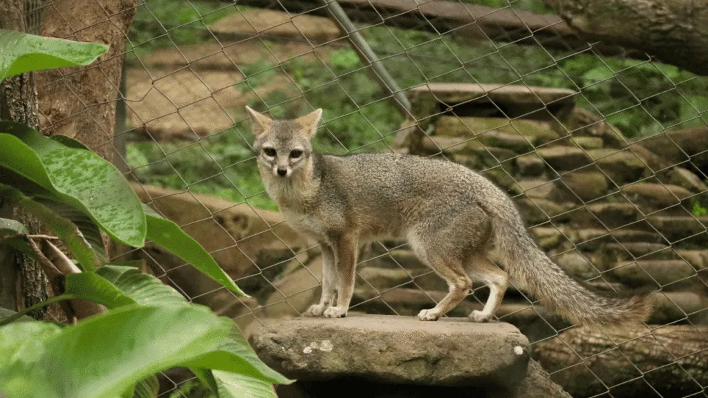 Cultural Symbolism and Folklore of Fox Dreams