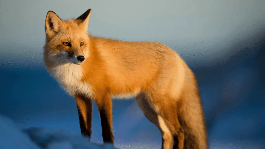 A majestic fox spirit, its eyes shimmering with otherworldly wisdom, stands against a backdrop of swirling autumn leaves and an ethereal, mist-shrouded forest. Delicate wisps of fox-fire dance around its paws, hinting at the creature's mystical nature. The fox's fur gleams in the warm glow of a crescent moon, its multiple tails flowing gracefully behind it, symbolizing the animal's cunning, intuition, and connection to the spirit realm. This captivating image captures the essence of the fox spirit, a powerful totem of transformation, intuition, and the hidden forces of the natural world. Fox Spiritual Meaning Key Traits of the Fox Spirit Animal