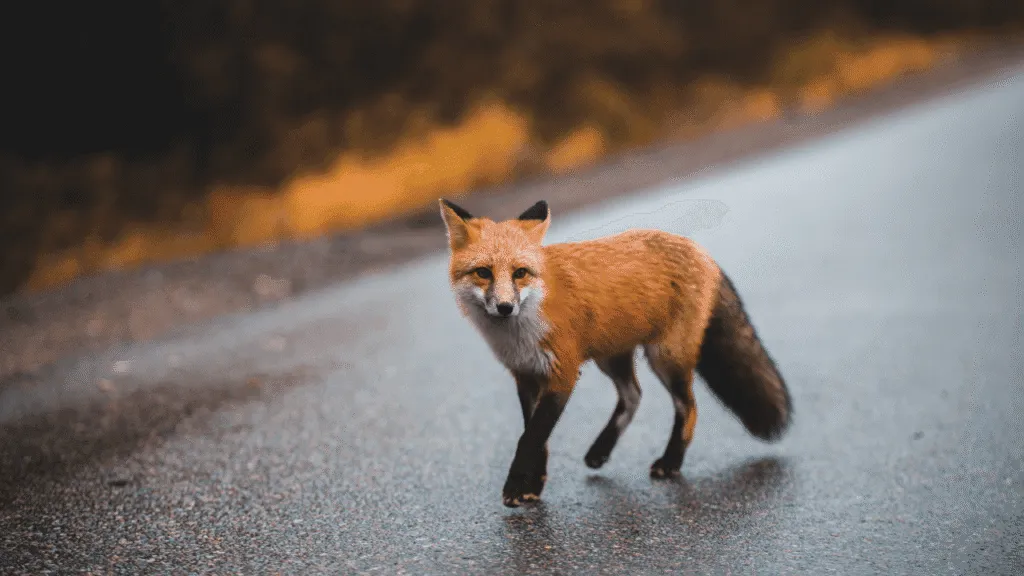 A graceful, feminine fox spirit stands tall, her auburn fur gleaming in the soft, warm light. Her intelligent eyes hold a mysterious, otherworldly gaze, conveying a sense of ancient wisdom and spiritual power. Wisps of ethereal energy emanate from her form, hinting at her magical abilities. She is positioned against a backdrop of lush, verdant foliage, suggesting a connection to the natural world. The overall mood is one of enchantment, strength, and the alluring, mystical essence of the feminine divine. Fox Spiritual Meaning The Feminine Power of the Fox Spirit