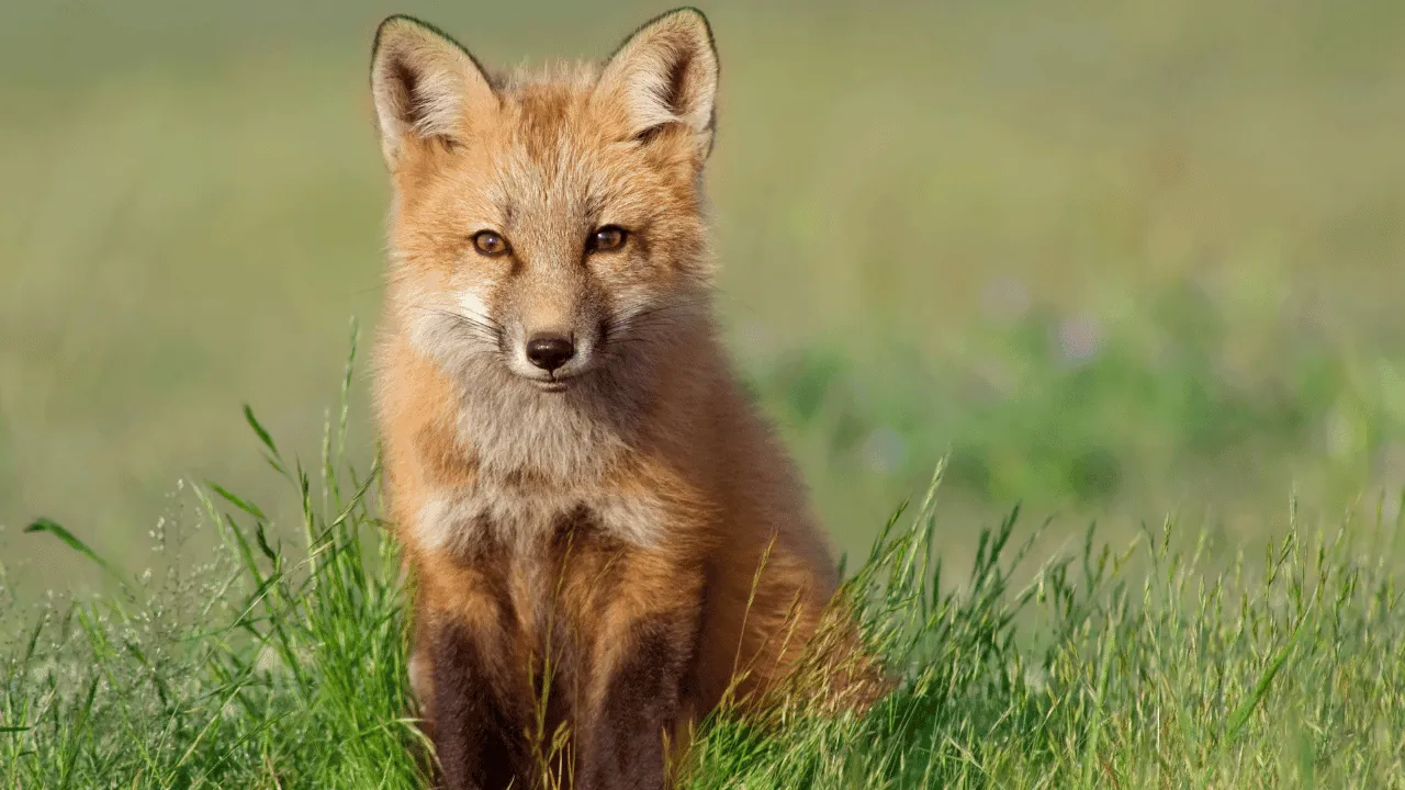 Exploring Fox Spiritual Meaning Symbolism and Folklore 1 Fox Spiritual Meaning