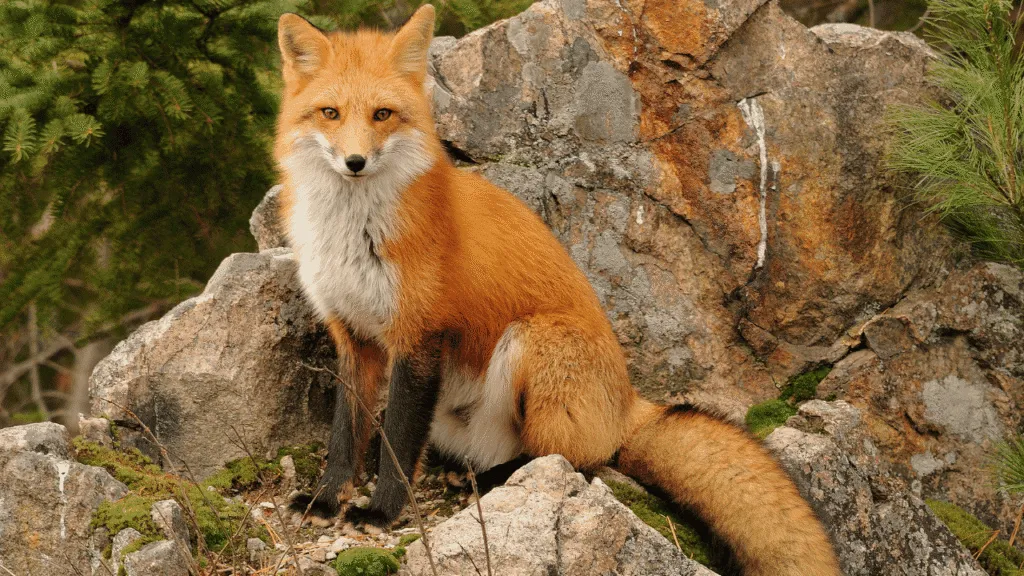 A magical and mystical landscape, where the spirit of the fox emerges across diverse cultural traditions. In the foreground, a majestic fox stands tall, its piercing gaze and regal posture commanding attention. Surrounding it, intricate patterns and symbols from Eastern, Western, and Indigenous mythologies intertwine, creating a tapestry of ancient wisdom and shared symbolism. The middle ground features silhouettes of foxes in various poses, their movements conveying the fox's adaptability, cunning, and transformative power. In the distant background, a panoramic view of a mystical forest or otherworldly realm, bathed in a warm, golden light that imbues the scene with a sense of timelessness and spiritual resonance. The overall atmosphere is one of reverence, wonder, and the enduring significance of the fox across cultures and traditions. Fox Symbolism Across Cultures and Traditions