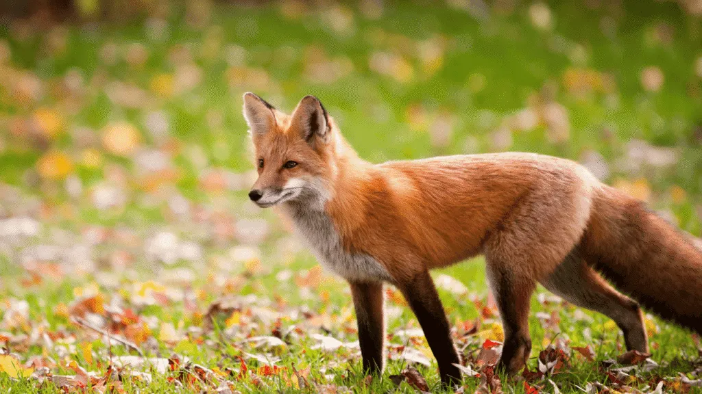 How Fox Dreams Reflect Your Waking Life