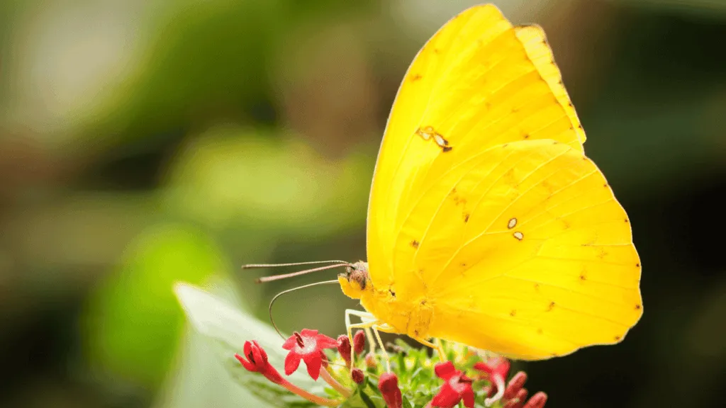 A serene meadow bathed in warm, golden sunlight. In the foreground, a vibrant yellow butterfly, its wings spread wide, exuding a sense of joy and transformation. The butterfly's movements are graceful and ethereal, as if it is dancing amidst the soft, billowing grass. In the middle ground, a lush, verdant landscape with blooming wildflowers in complementary hues of pink, purple, and white. The background features a tranquil, azure sky, dotted with wispy clouds, evoking a calming and uplifting atmosphere. The lighting is soft and diffused, creating a sense of warmth and wonder. The composition is balanced and harmonious, inviting the viewer to bask in the beauty and symbolism of the yellow butterfly's transformative journey. Joy and Transformation What a Yellow Butterfly Represents