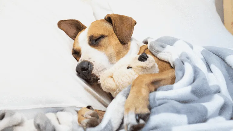 Significance of Dogs in Dreams