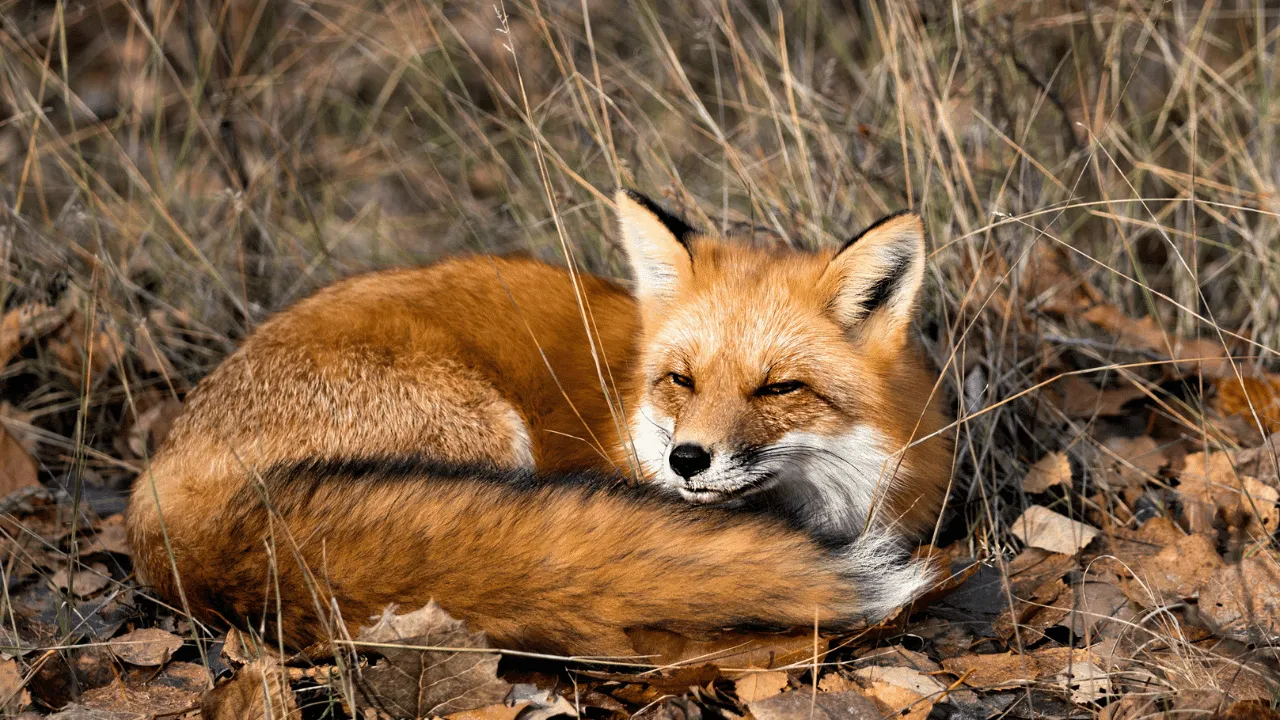 Spiritual Meaning of Seeing a Fox in a Dream