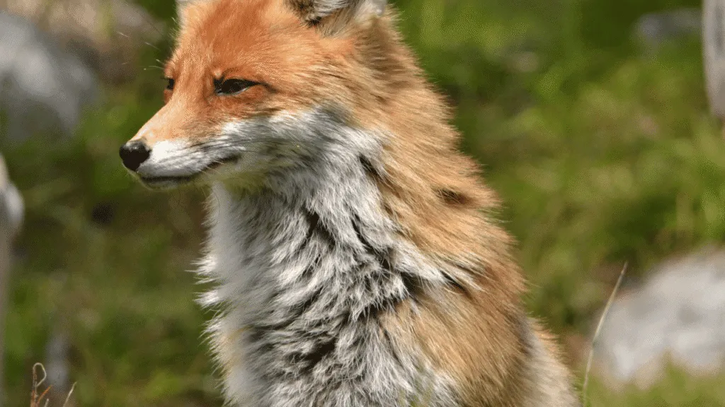 A nocturnal forest scene bathed in a soft, ethereal glow. In the foreground, a cunning red fox prowls through the undergrowth, its amber eyes gleaming with a captivating intensity. The fox's movements are graceful and stealthy, exuding a sense of quiet power and acute awareness. In the middle ground, the forest is shrouded in a misty, blue-hued twilight, with twisted, gnarled tree branches reaching up towards a starry night sky. The background is a blend of deep shadows and glimmering moonlight, creating an otherworldly, mystical atmosphere. The scene conveys a sense of the fox's deep connection to the rhythms of the natural world, its nocturnal energy radiating through the entire composition. The Nocturnal Nature of Fox Energy
