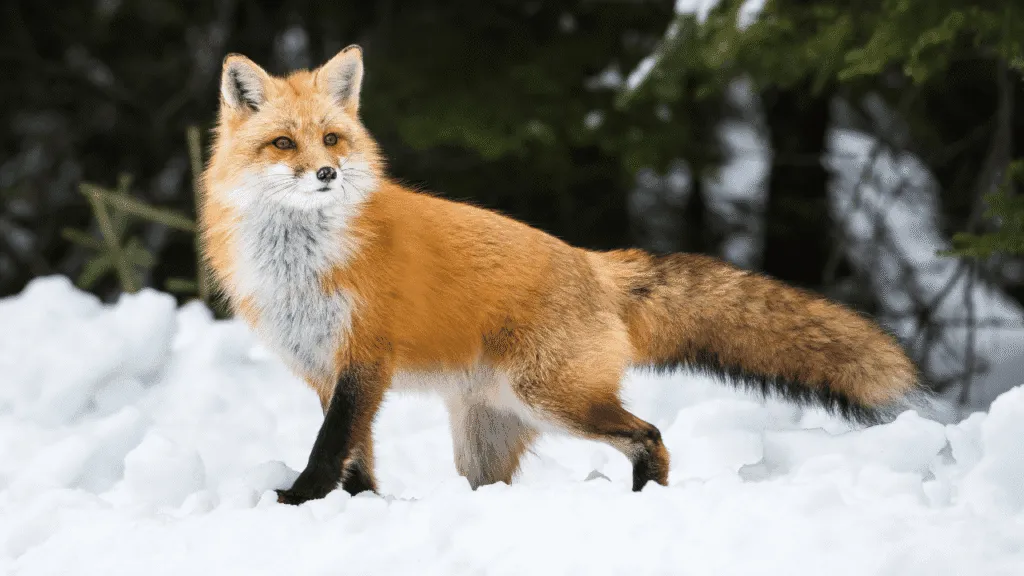 The Spiritual Meaning of Seeing a Fox in a Dream