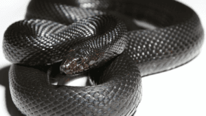 What Does It Mean When You See a Black Snake