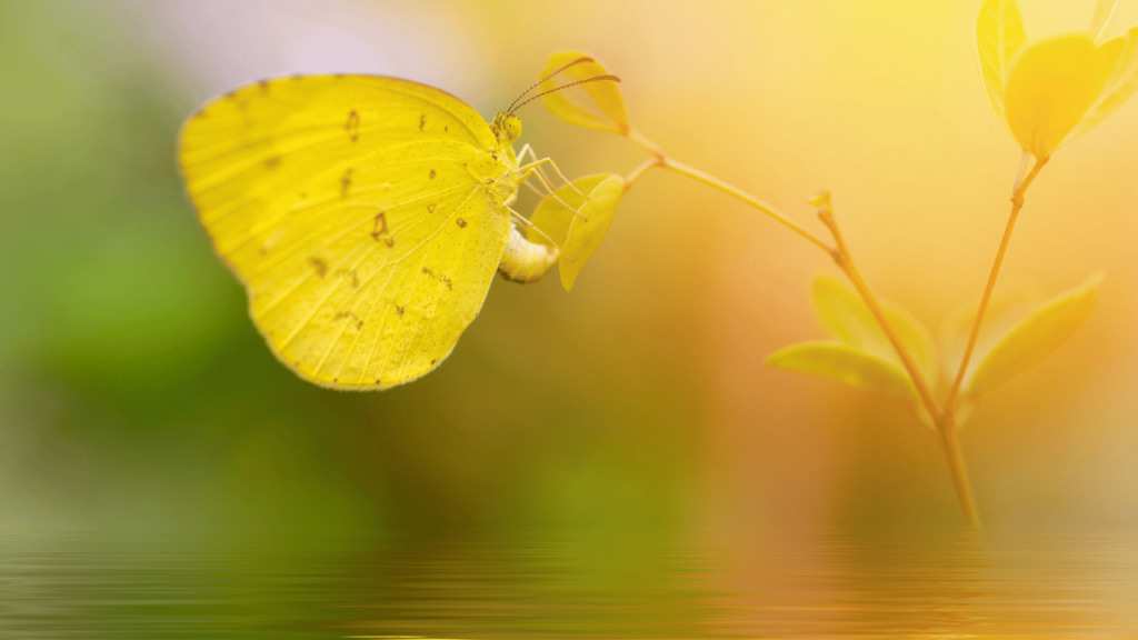 A tranquil close-up of a delicate yellow butterfly gently alighting on a vibrant green leaf, its wings unfolding in a graceful landing. The soft, natural lighting casts a warm, ethereal glow, creating an intimate, serene atmosphere. The butterfly's compound eyes and fuzzy antennae are captured in striking detail, conveying a sense of peaceful curiosity. The lush, verdant foliage in the background provides a lush, harmonious setting, emphasizing the butterfly's connection to the natural world. The overall composition is balanced and visually captivating, perfectly encapsulating the spiritual essence of a butterfly's fleeting encounter. When a Yellow Butterfly Lands on You