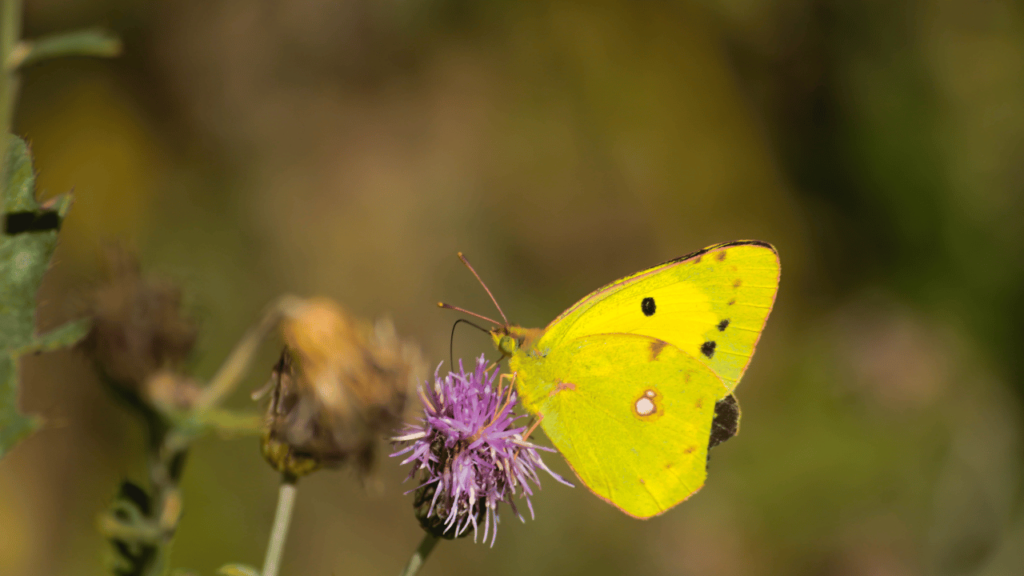 A serene and ethereal scene of a bright yellow butterfly perched delicately on an outstretched hand, its gossamer wings catching the soft, diffused light. The butterfly's gentle movements exude a sense of tranquility and otherworldly connection, as if it were a messenger from a loved one who has departed this world. The background is a hazy, dreamlike landscape, with muted hues and a sense of timelessness, creating a contemplative and introspective atmosphere. The composition draws the viewer's gaze to the delicate, almost fragile interaction between the hand and the butterfly, inviting them to ponder the deeper symbolism and spiritual significance of this fleeting encounter. Yellow Butterflies as Messengers from the Departed