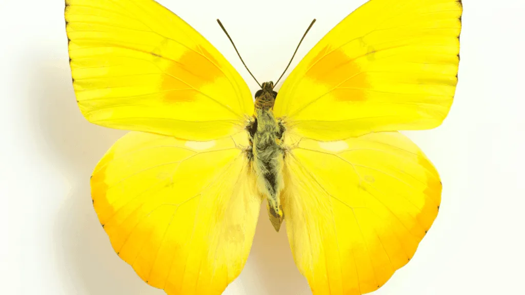 A captivating close-up of a delicate yellow butterfly, its wings spread wide in a graceful dance, radiating a warm, loving energy. The butterfly is perched on a lush, verdant branch, surrounded by soft, blurred foliage in the background, creating a serene, romantic atmosphere. The lighting is gentle, casting a warm, golden glow that envelops the butterfly, emphasizing its beauty and symbolic connection to love and spiritual transformation. The image is captured with a shallow depth of field, ensuring the butterfly is the focal point, drawing the viewer's attention to its ethereal, ethereal presence. Yellow Butterfly Spiritual Meaning Love