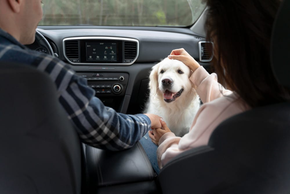 Dog Hit by Car Spiritual Meaning: Exploring the Symbolism. 5 What Lessons Can Be Learned from a Dog Getting Hit by a Car?