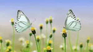Butterfly Spiritual Meaning