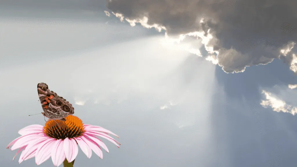 Butterfly Spiritual Meaning Butterflies as Messengers of Hope and Renewal
