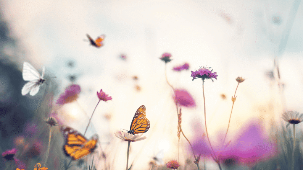 Butterfly Spiritual Meaning Guidance and Wisdom