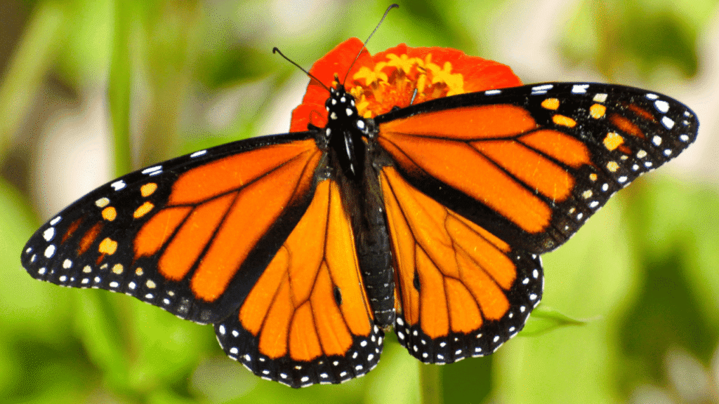 Butterfly Spiritual Meaning How to Connect with the Butterfly Spirit