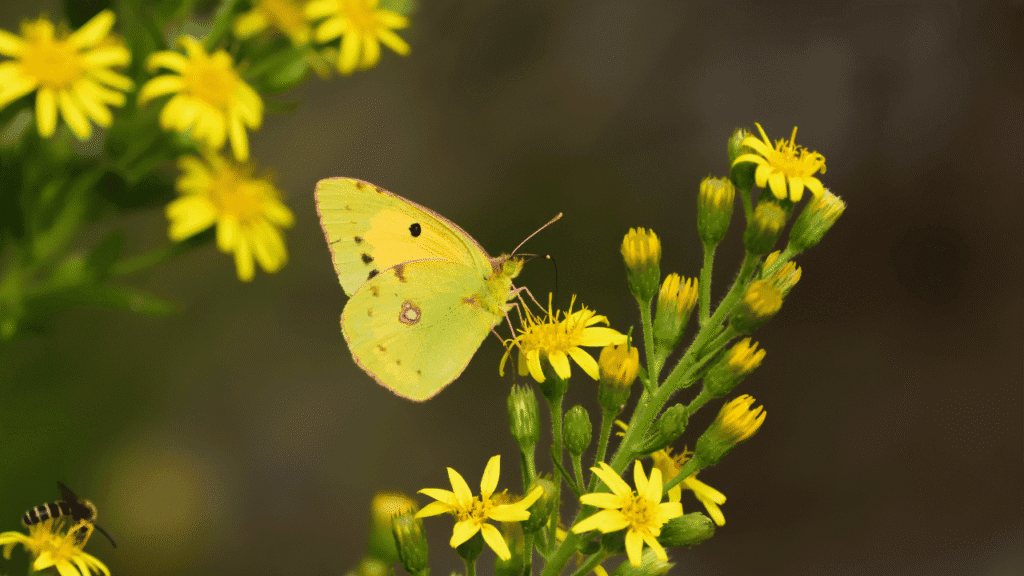 Butterfly Spiritual Meaning Personal Stories When Butterflies Appear in Your Life