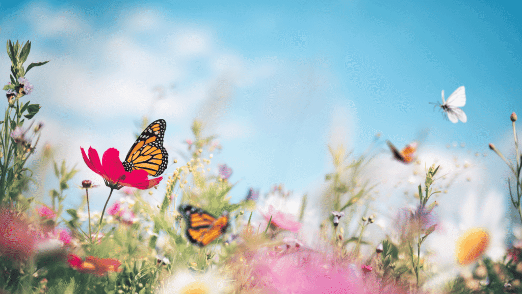 Butterfly Spiritual Meaning The Meaning Behind Butterfly Colors