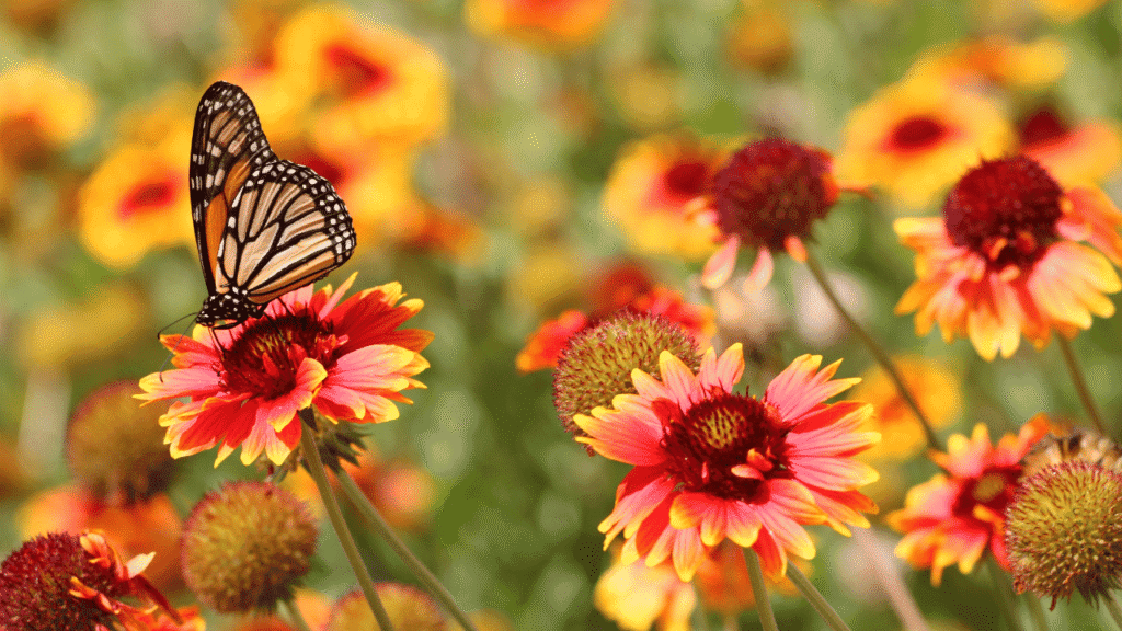 Butterfly symbolism meaning What Do Butterflies Mean Spiritually Butterflies as Totem Animals and Spirit Guides