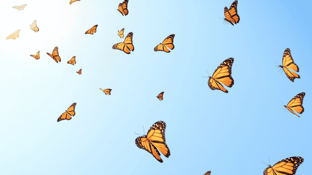 spiritually connected to butterflies What Do Butterflies Mean Spiritually Significance of Seeing Butterflies