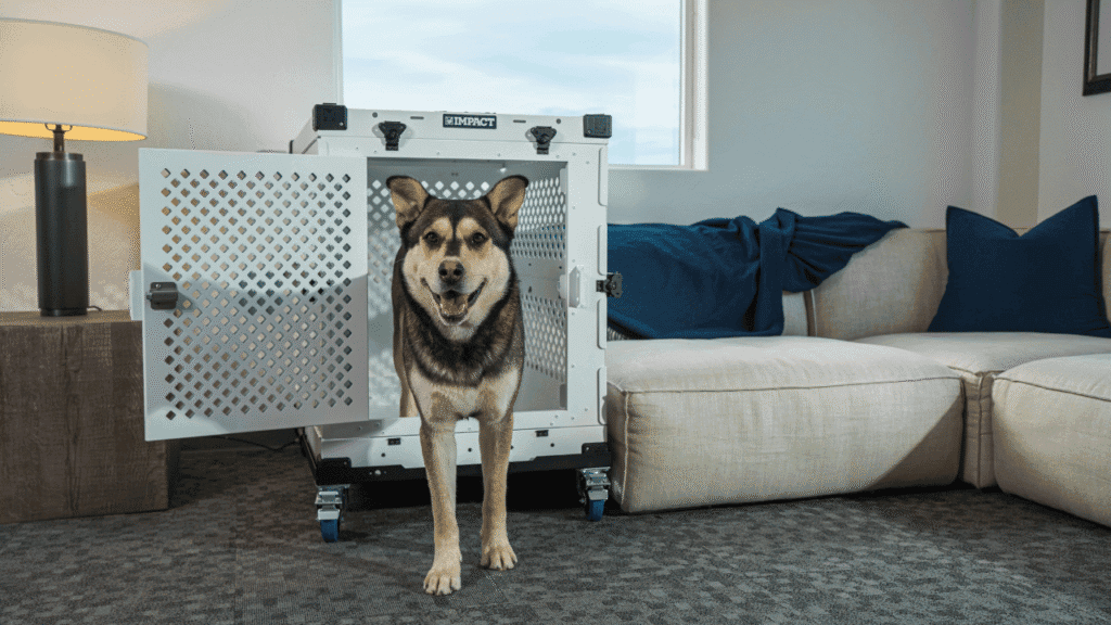 Dog Hit by Car Spiritual Meaning: Exploring the Symbolism. 6 How to Cope with the Emotional Impact of a Dog Being Hit by a Car