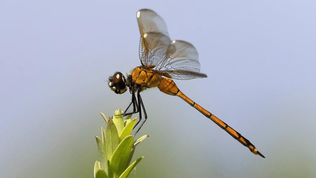 Dragonfly Symbolism Across Cultures and Traditions