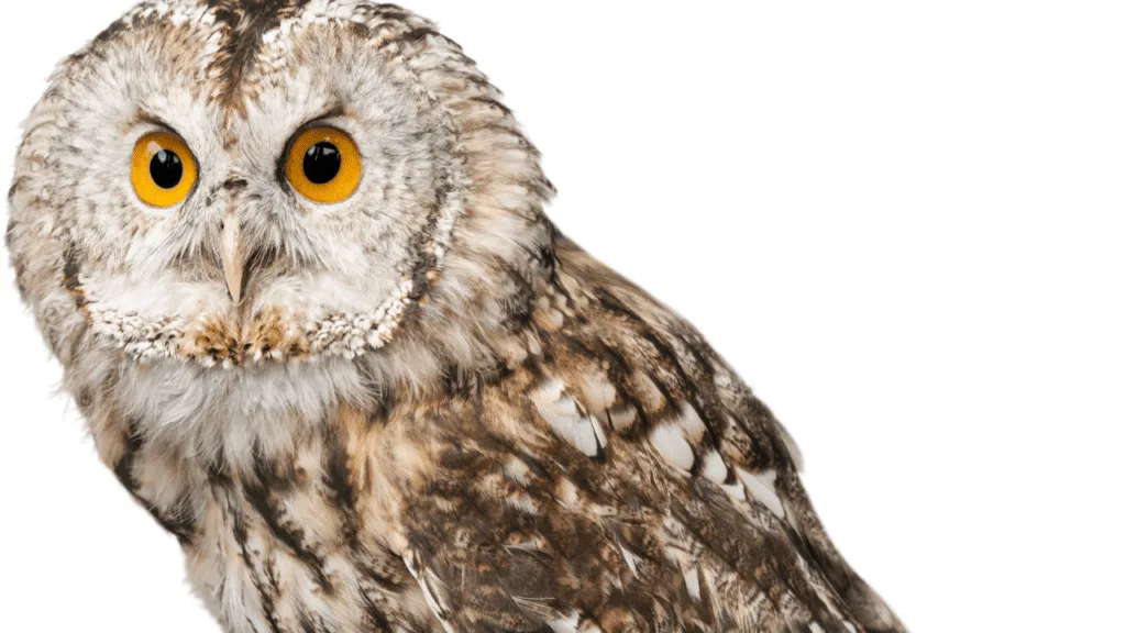 A majestic owl perched on a branch, its piercing gaze captivating the viewer. The bird is backlit, casting a mystical silhouette against a warm, golden sky. Wispy clouds drift overhead, adding to the serene, contemplative atmosphere. The owl's feathers are meticulously detailed, each one capturing the subtle nuances of light and shadow. In the foreground, lush foliage frames the scene, hinting at the tranquil, woodland setting. The overall composition conveys a sense of spiritual significance, inviting the viewer to ponder the deeper meaning and symbolism behind the owl's presence. Is Seeing an Owl a Good Omen?