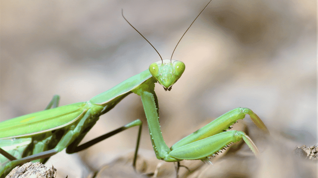 Praying mantis dream meaning: messages from your subconscious