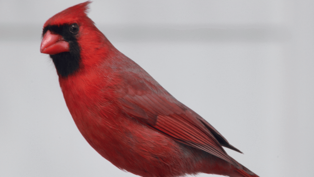 Situational Signs: What It Means When a Cardinal Visits Your Window