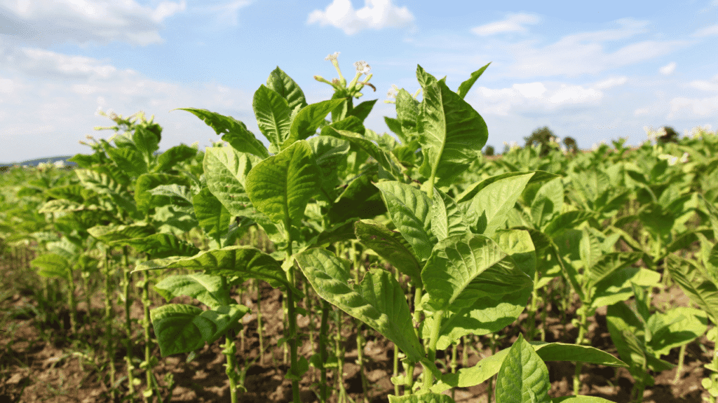 Understanding the Call to Patience and Proactiveness from Farm Dreams