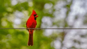 What Does Red Birds mean spiritually