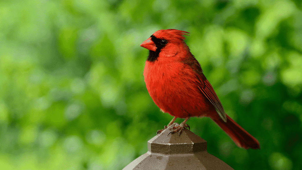 What Does Red Birds mean spiritually: Subconscious Messages and Spiritual Nudges