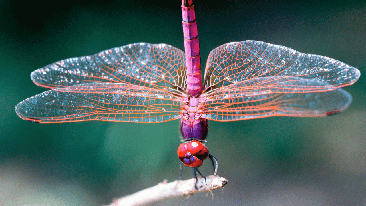 What Does Seeing a Dragonfly Mean Spiritually? 1 What Does Seeing a Dragonfly Mean Spiritually in Daily Life
