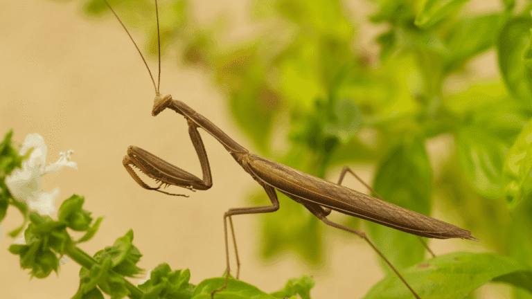What Does Seeing a Praying Mantis Mean Spiritually