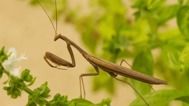 What Does Seeing a Praying Mantis Mean Spiritually