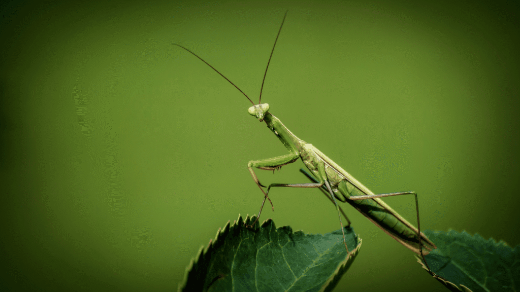 What Does Seeing a Praying Mantis Mean Spiritually based on timing and repetition
