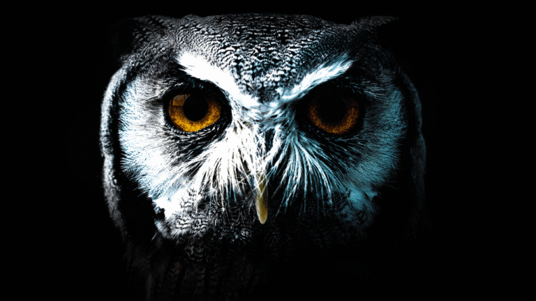 what does an owl signify spiritually