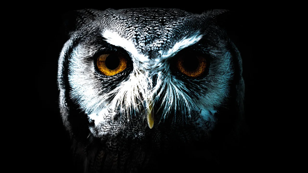 what does an owl signify spiritually