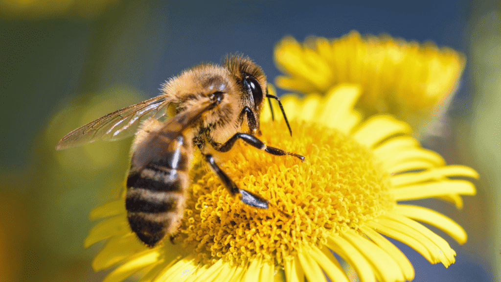 Across cultures: what bees symbolize in the past and present