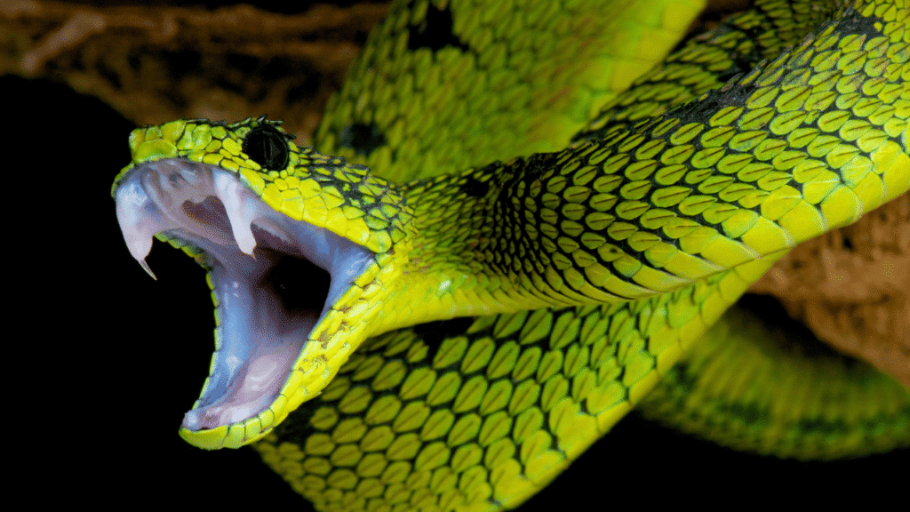 Ambition, Personal Power, and Kundalini: Awakening Coiled Energy