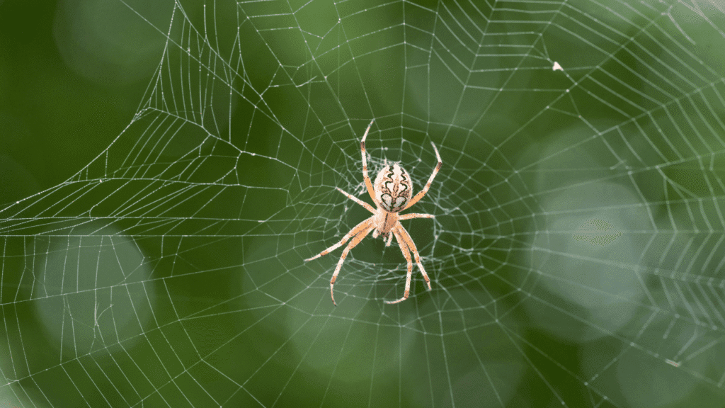 Ancient Roots of Spider Symbolism Across Cultures