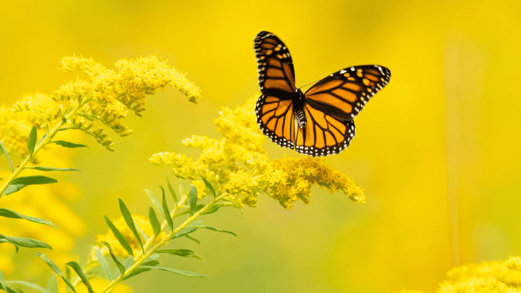 Butterflies as spirit animals: practical ways to connect with their guidance