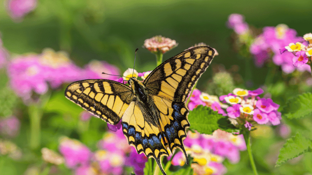 Butterfly symbolism across cultures: a world of meanings and messages