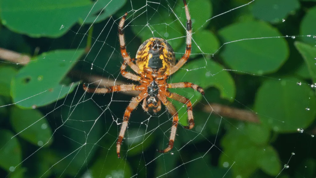 A vibrant, mystical spider web hovers in the foreground, its gossamer strands glowing with the rich hues of nature - emerald, ochre, and indigo. The arachnid itself rests at the center, its body painted in a spectrum of symbolic shades: onyx, umber, and verdant. Swirling mists and ethereal light fill the background, creating an otherworldly atmosphere that evokes the deep spiritual significance of these color meanings. Captured with a soft, dreamy lens, the scene exudes a sense of wonder and the unseen forces that guide the spider's intricate dance. Color Meanings: Black, Brown, Green, and Beyond
