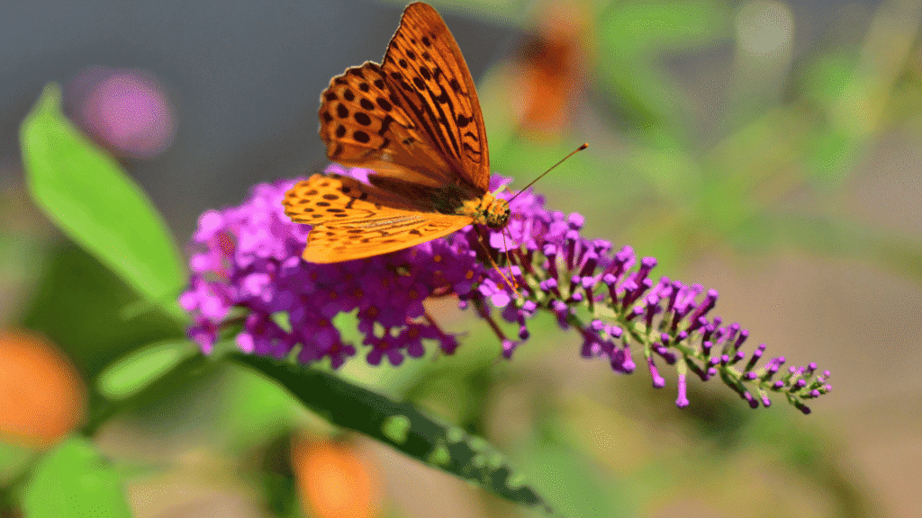 Dreams, signs, and synchronicities: when butterflies visit your life
