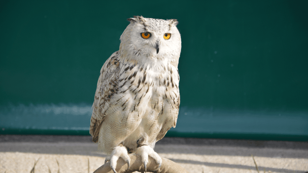 Owl Signify Spiritually Night, Moon, and Duality: Finding Light Inside Darkness