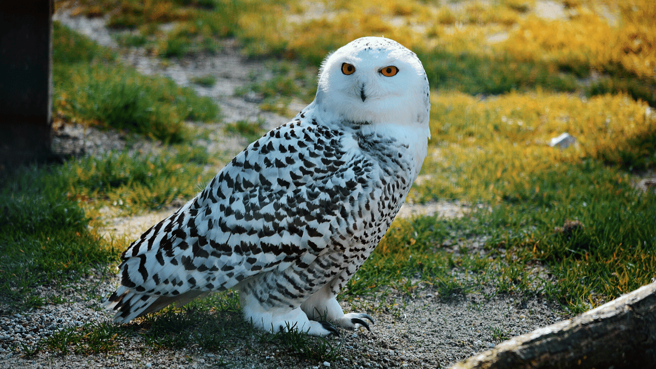 What Does an Owl Signify Spiritually? 1 Owl Signify Spiritually